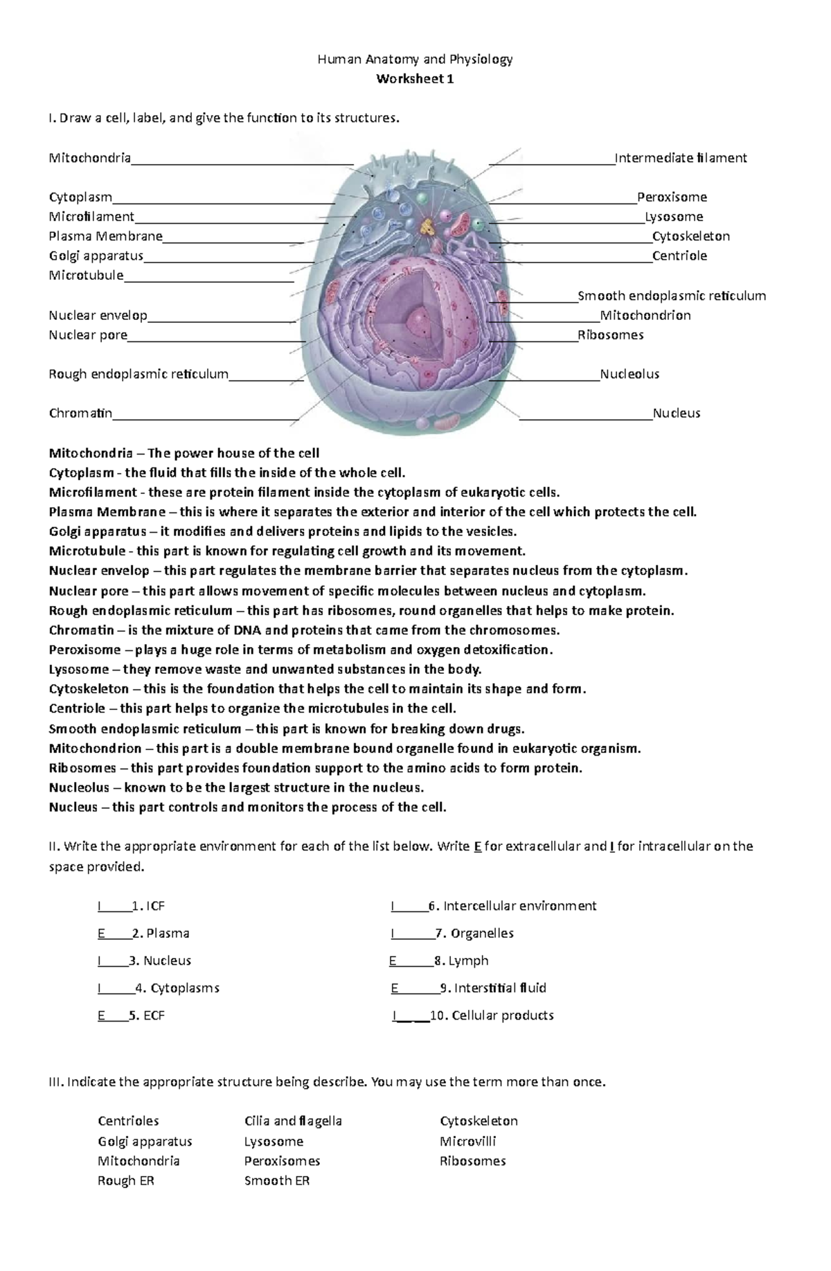 N101Anatomy and Physiology WS1 - Human Anatomy and Physiology Worksheet ...