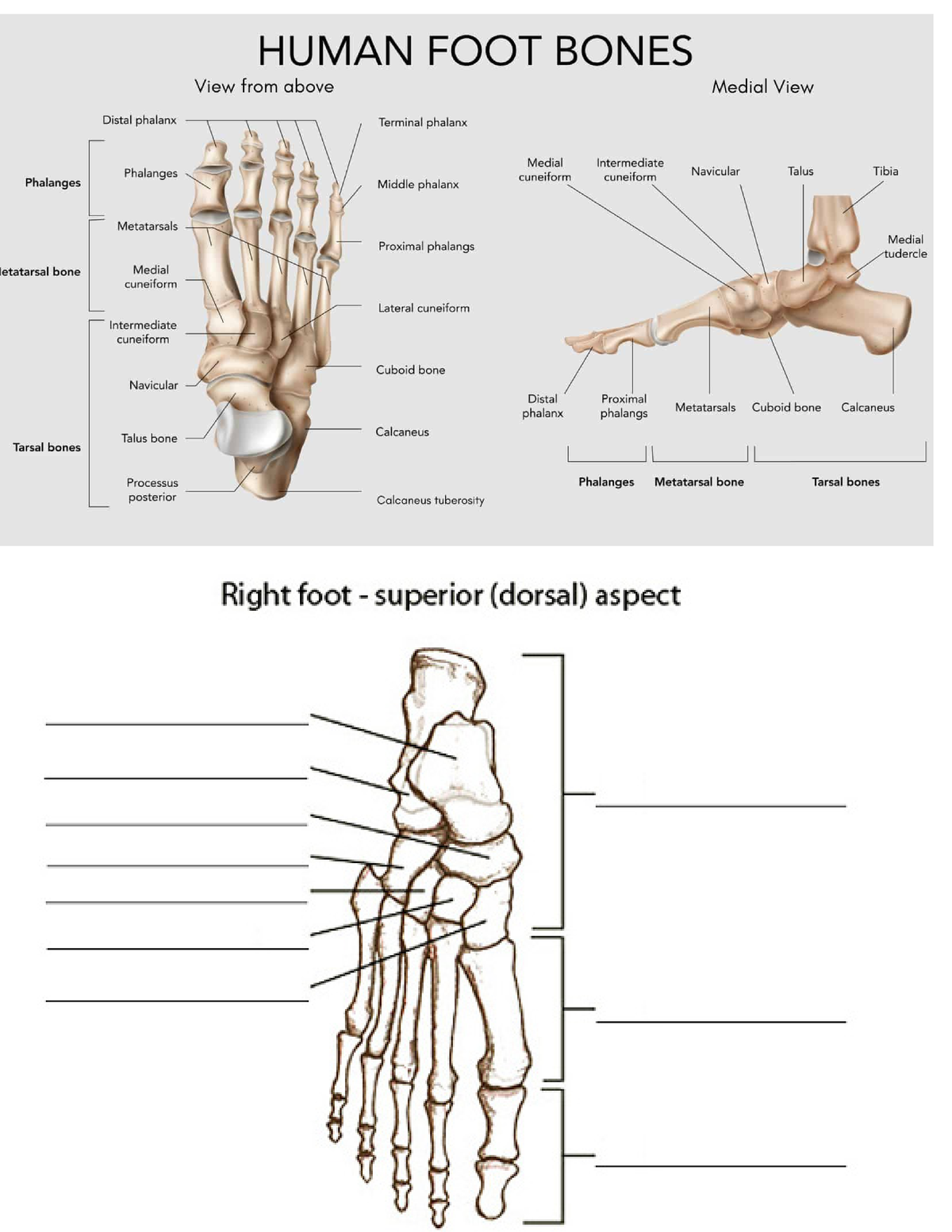 FOOT Anatomy - foot / ankle diagram summery + test yourself - Kinesiol ...