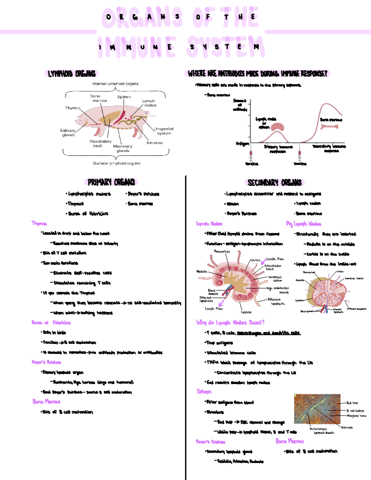 Organs of the Immune System - 0 R G A N S O F T H E I M M U N E S Y S T ...