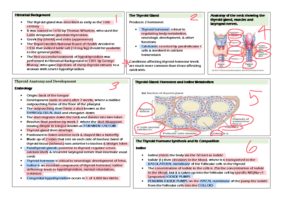 CC LEC 2 Finals Thyroid - Historical Background The thyroid gland was ...