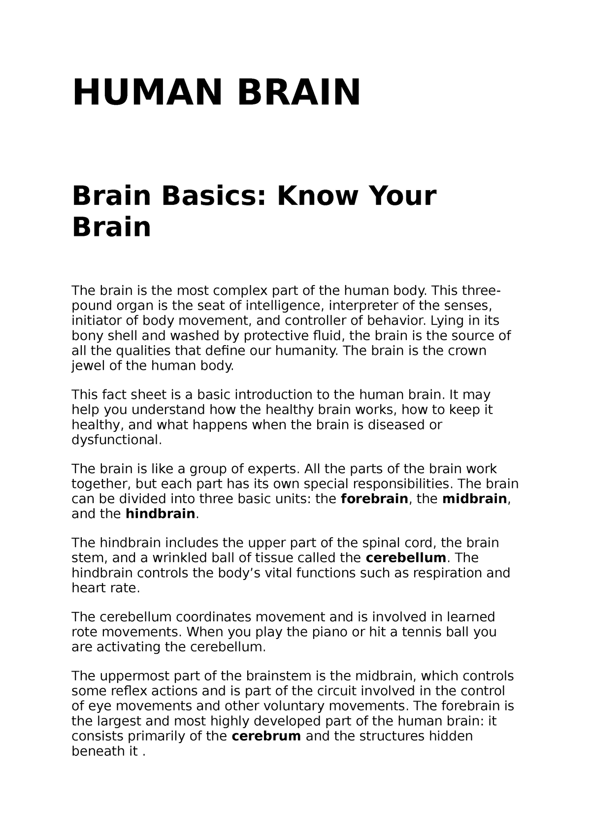 essay about brain