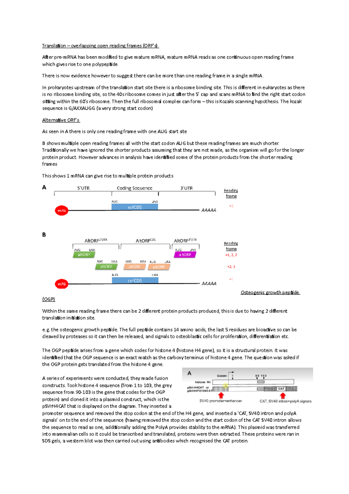Lecture 5 - open reading frames - Translation – overlapping open ...