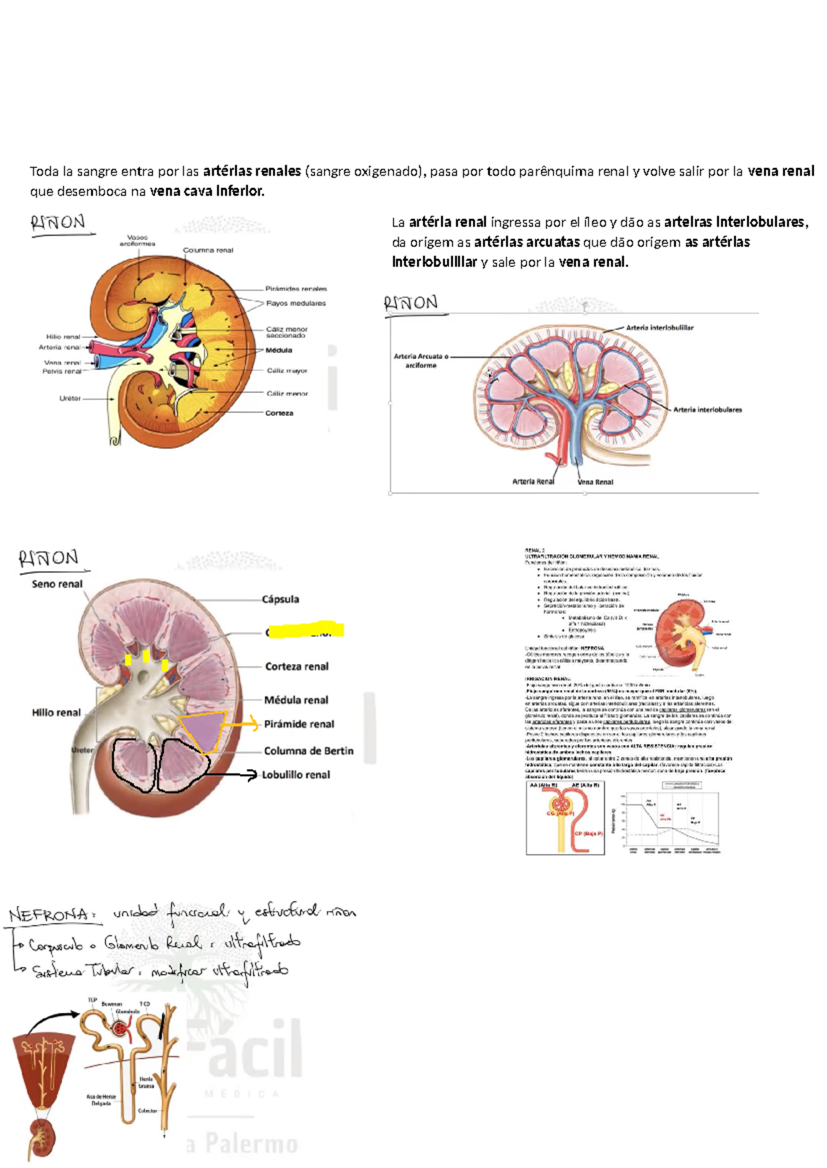 Rinon - resumos anato - Anatomía - Toda la sangre entra por las ...