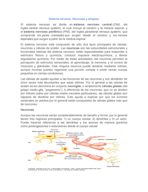 Sistema Nervioso Neuronas Y Sinapsis Studocu