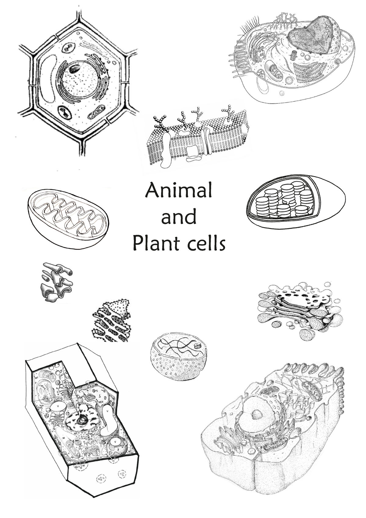 B1.2 Animal And Plant Cells Workbook - Animal And Plant Cells Section 2 ...