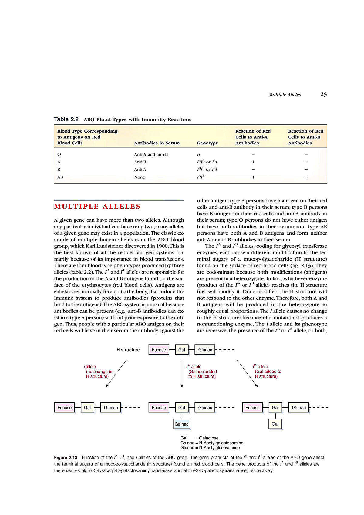 multiple-alleles-mehmet-bis-2c-studocu