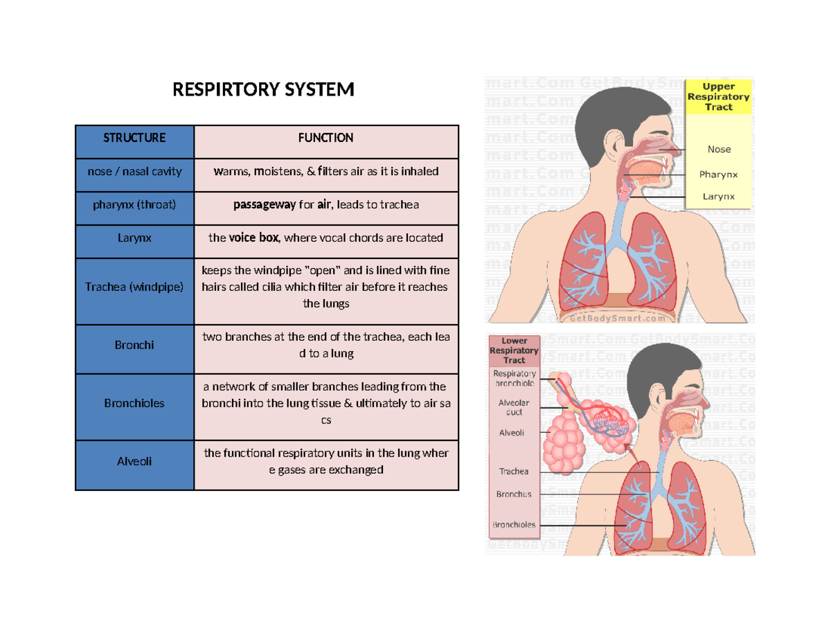 Reviewer - RESPIRTORY SYSTEM STRUCTURE FUNCTION nose / nasal cavity ...