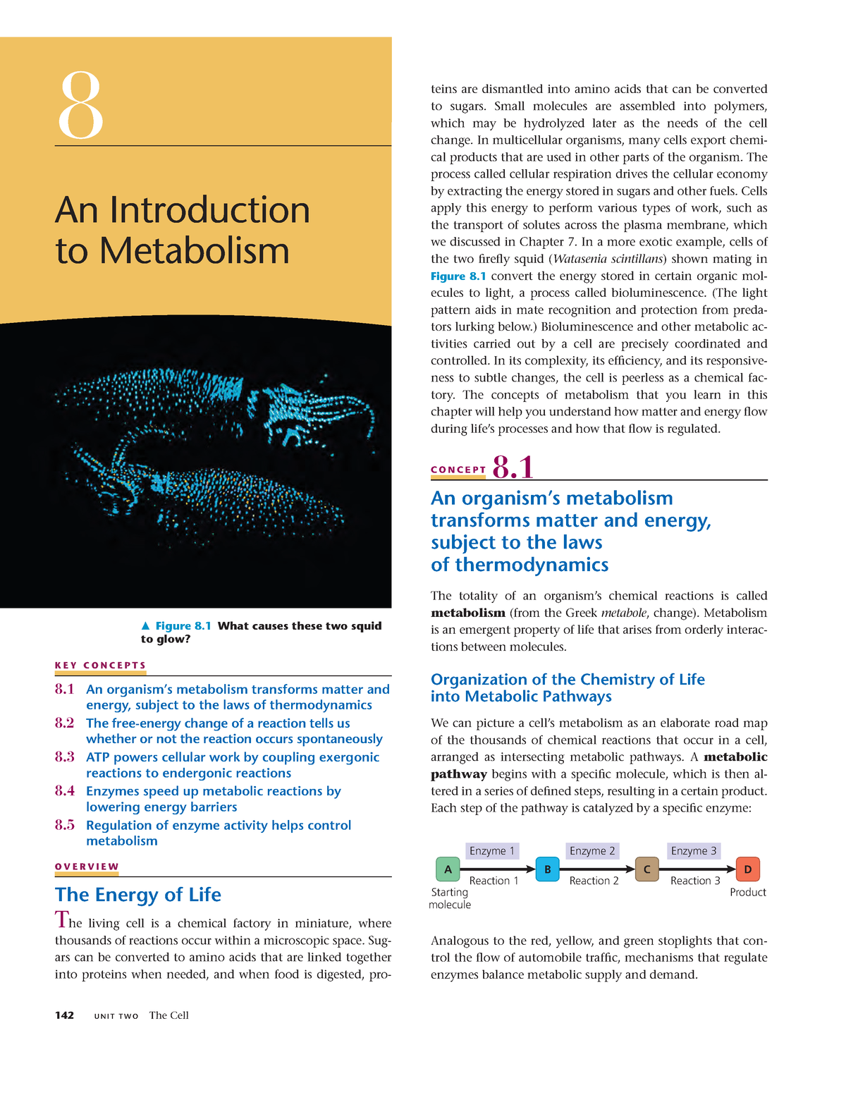 Chapter 8- An Introduction To Metabolism - K E Y C O N C E P T S 8 An ...