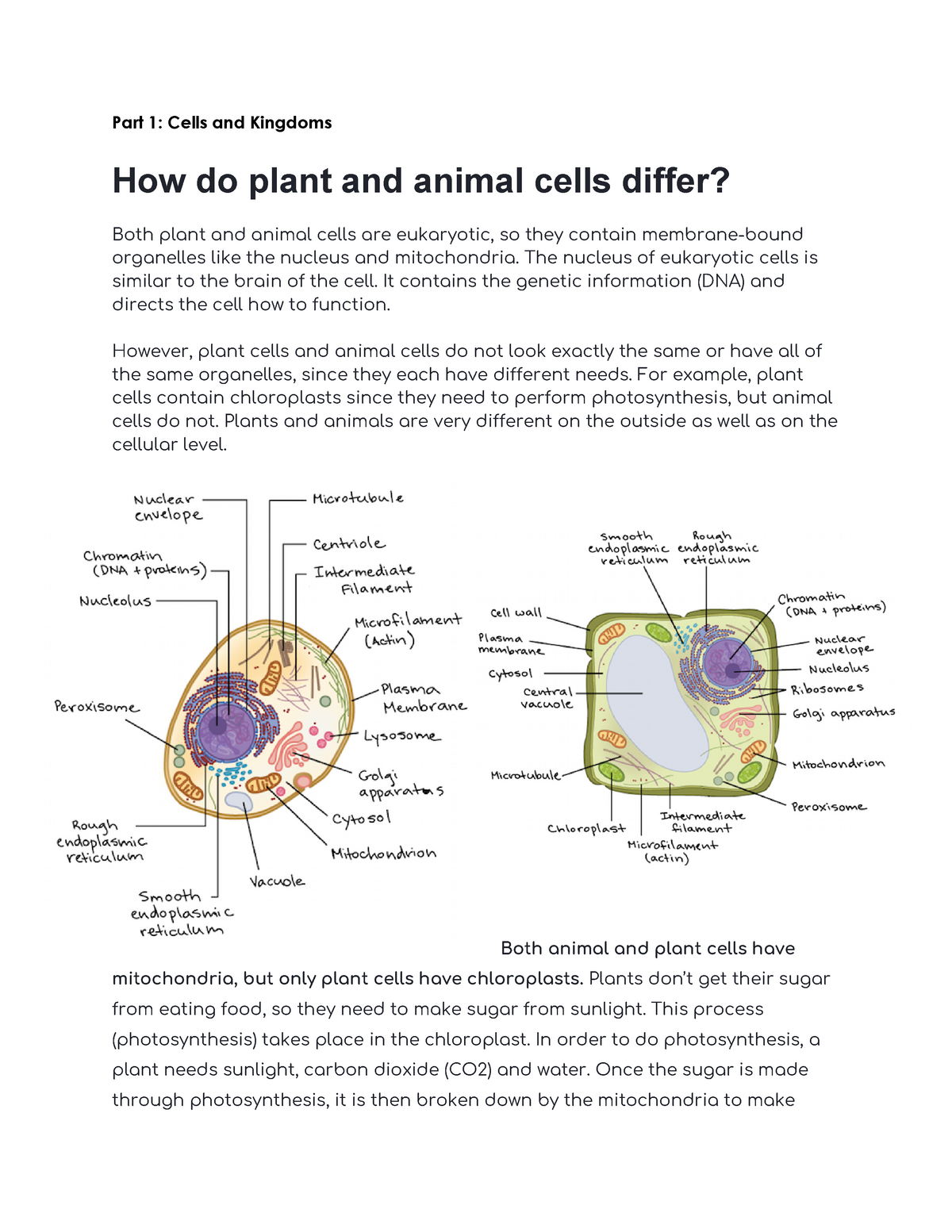How do plant and animal cells differ? - **Part 1: Cells and Kingdoms ** How  do plant and animal - Studocu