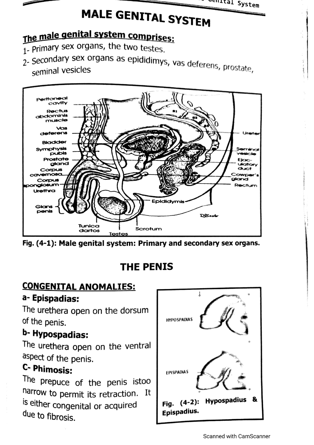 pathology-of-male-genital-system-studocu