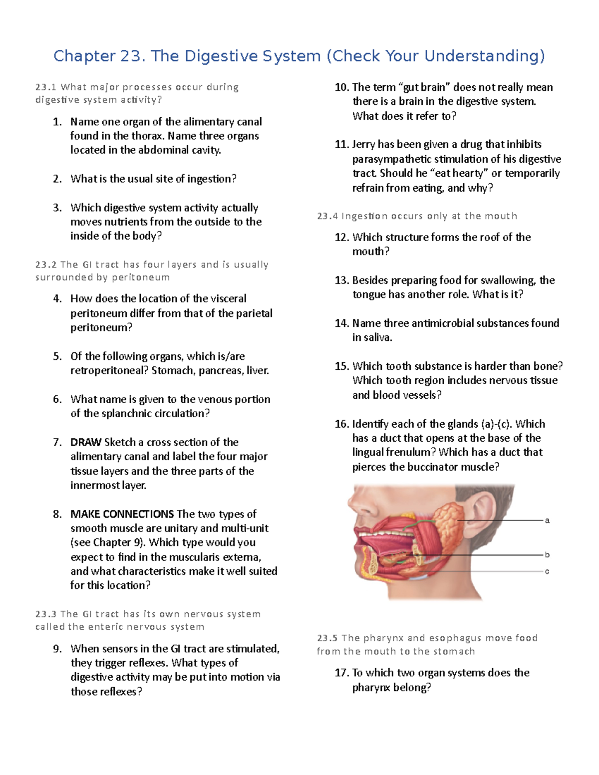 Chapter 23. (Check Your Understanding) - Chapter 23. The Digestive ...