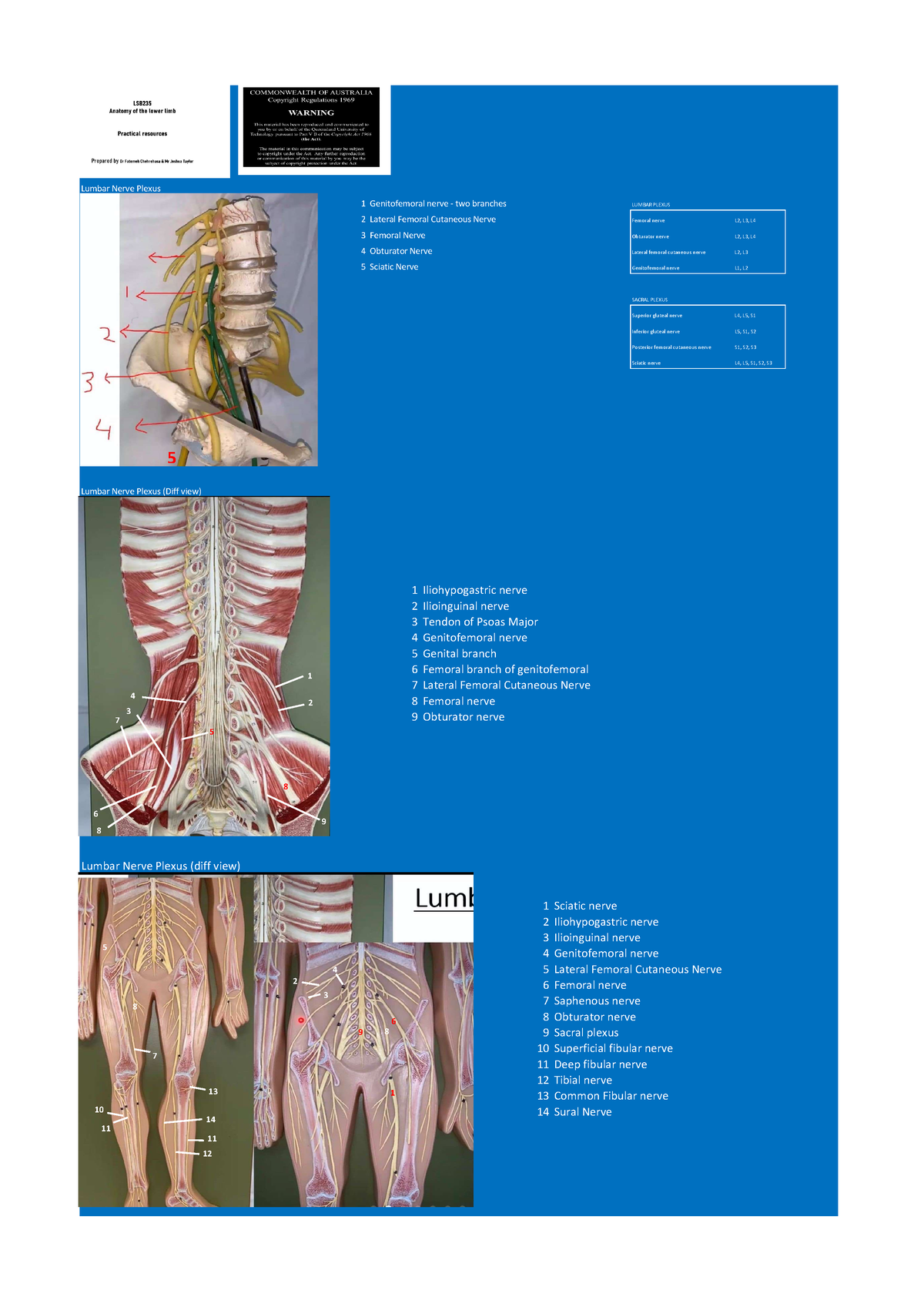 week-5-notes-lumbar-nerve-plexus-1-genitofemoral-nerve-two