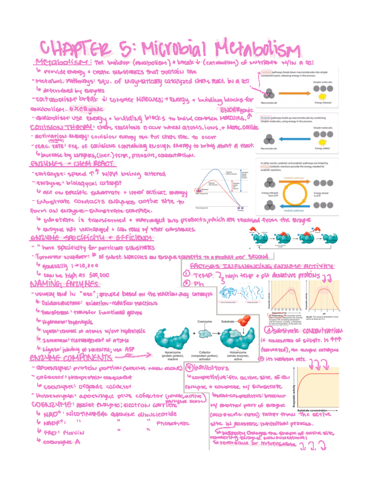 Chapter 5 microbial metabolism - BIOL 3040 - Studocu