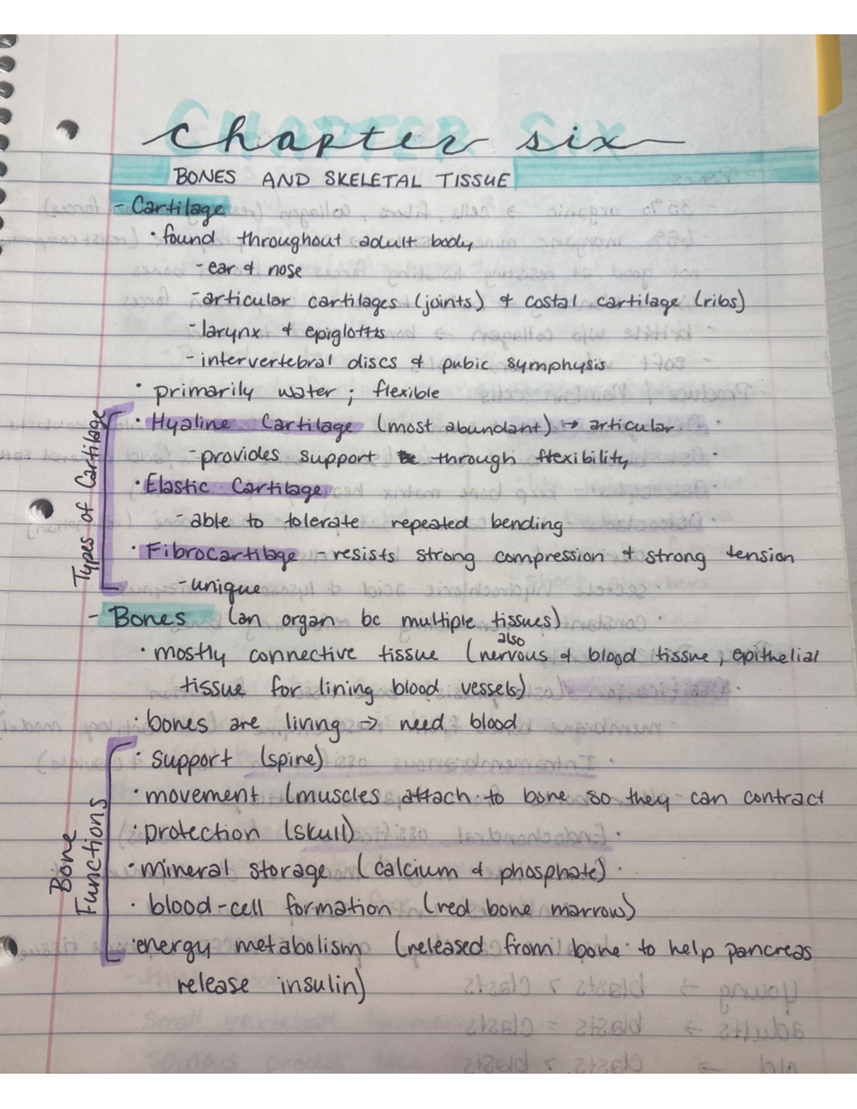 6 - Chapter 6 notes - HHP11000001 - Studocu