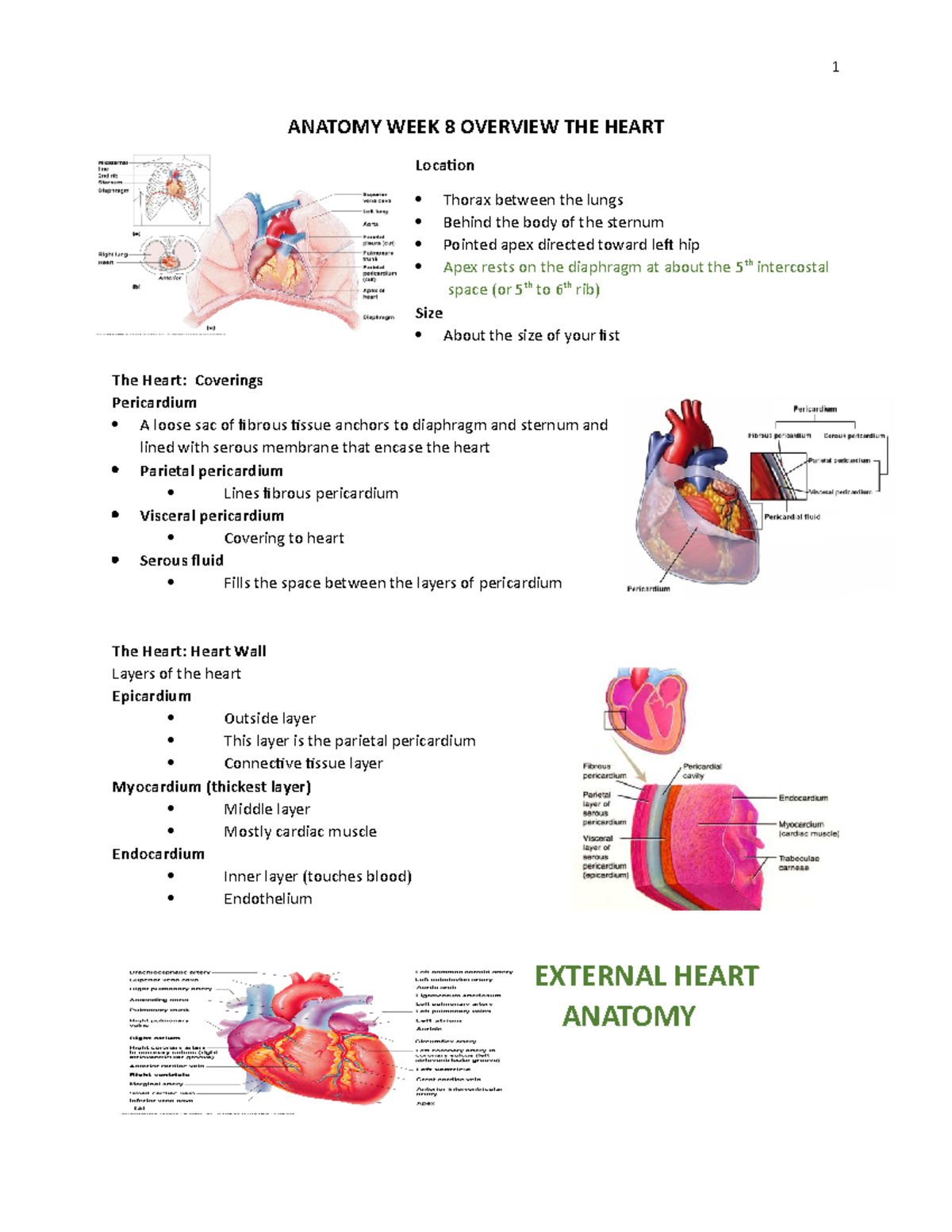 Anatomy WK 8 Overview Heart - ANATOMY WEEK 8 OVERVIEW THE HEART ...