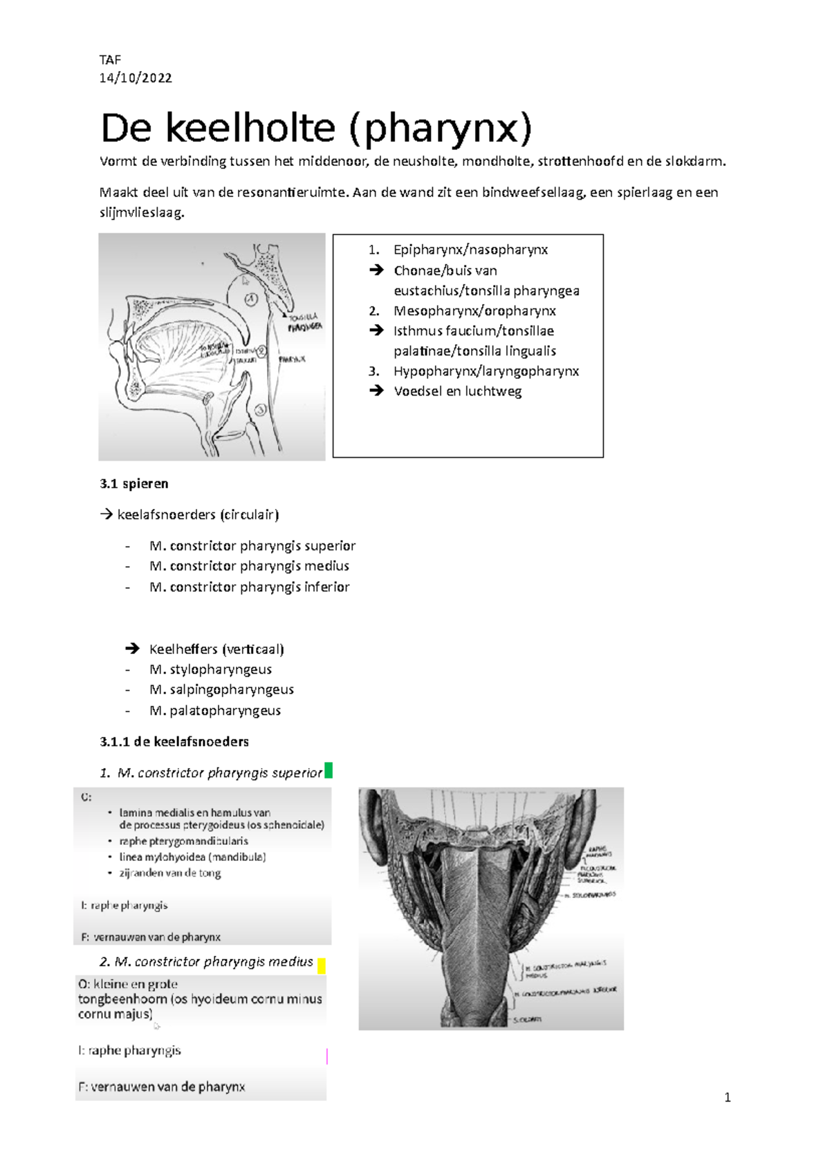 De keelholte - TAF 14/10/ De keelholte (pharynx) Vormt de verbinding ...