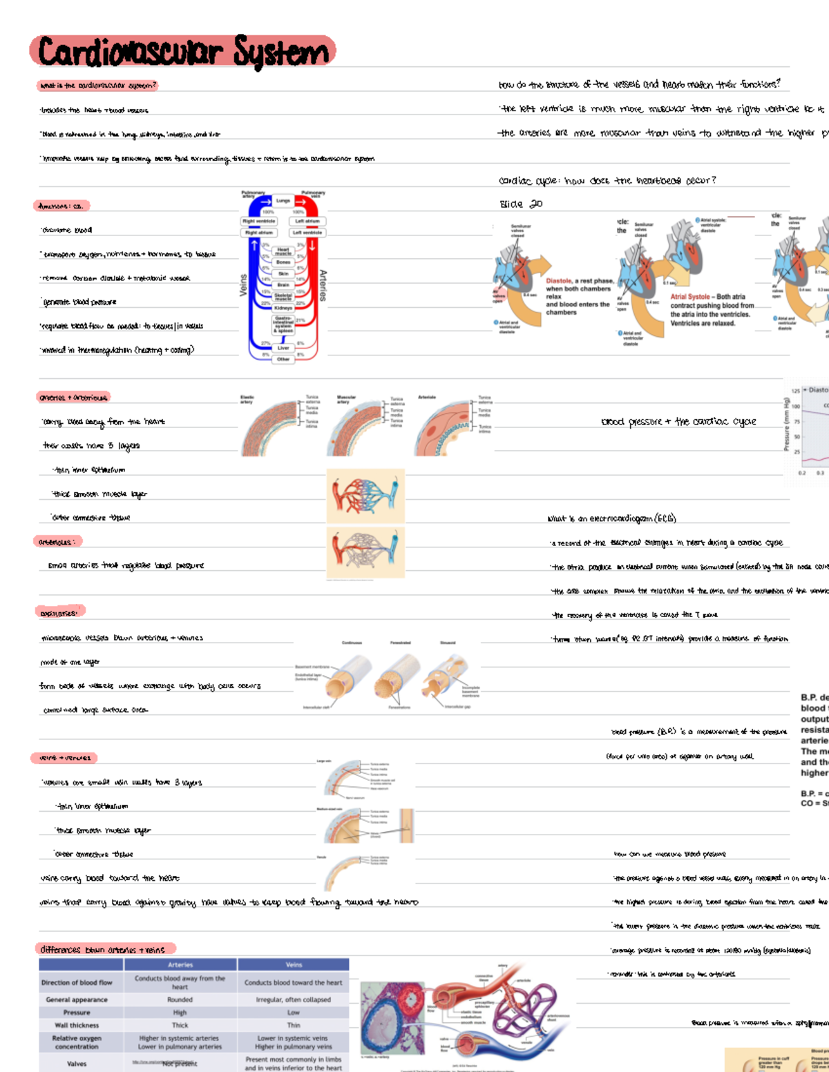 Cardiac Quizlet 17 - jaioran