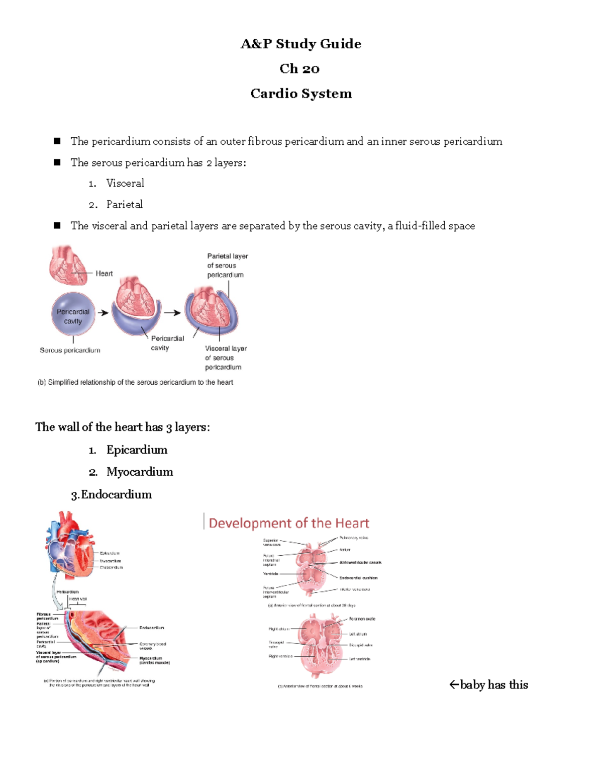 BIOS 255 Cardiac Study Guide - A&P Study Guide Ch 20 Cardio System The ...