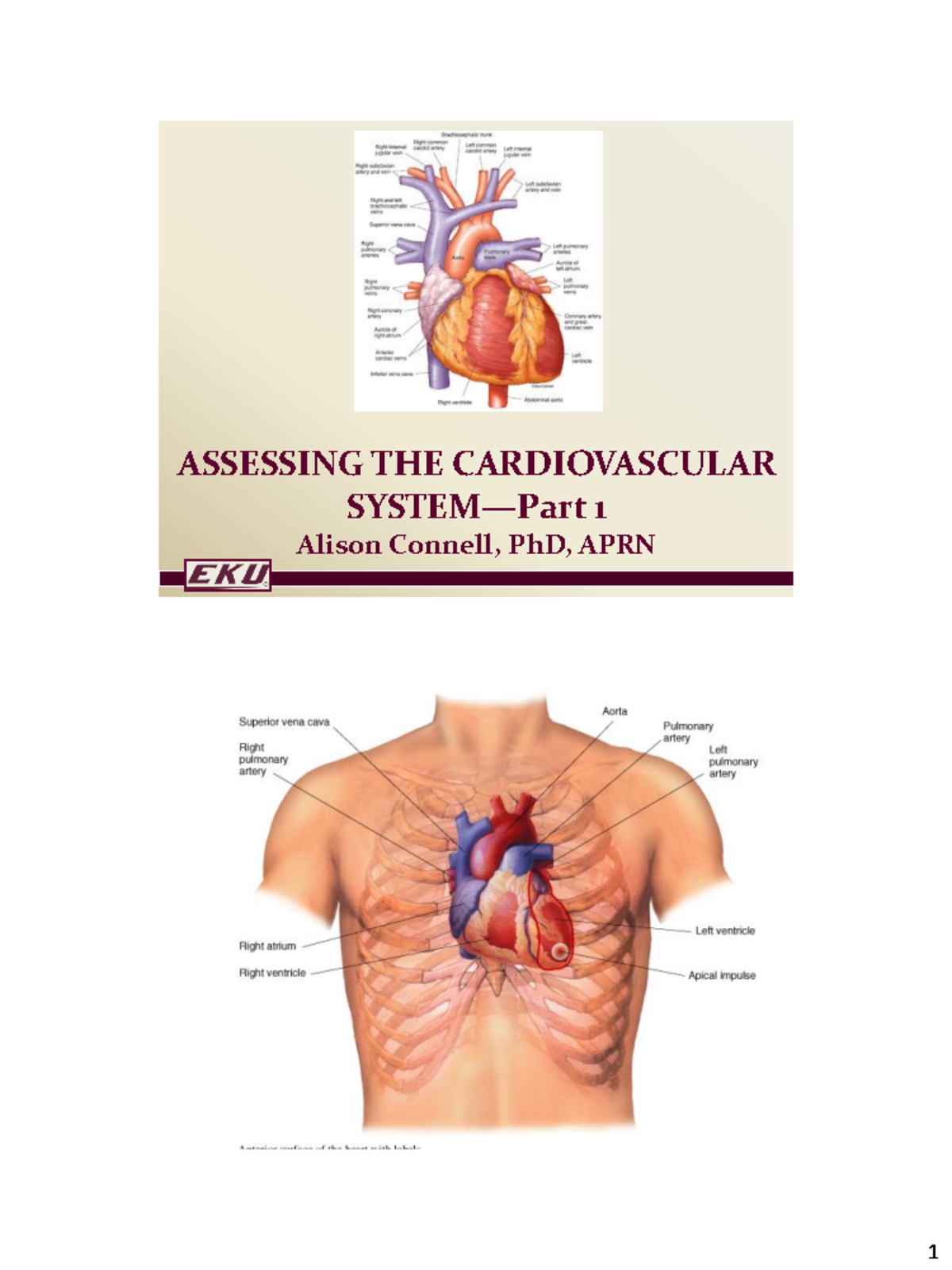 Cardiovascular part 1 - cardiac - ASSESSING THE CARDIOVASCULAR SYSTEM ...