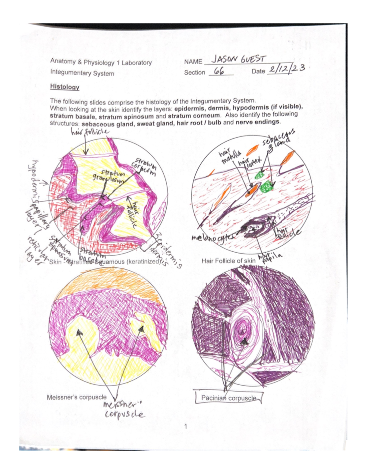 Lab 2 (Integumentary) - BIO152 - Studocu