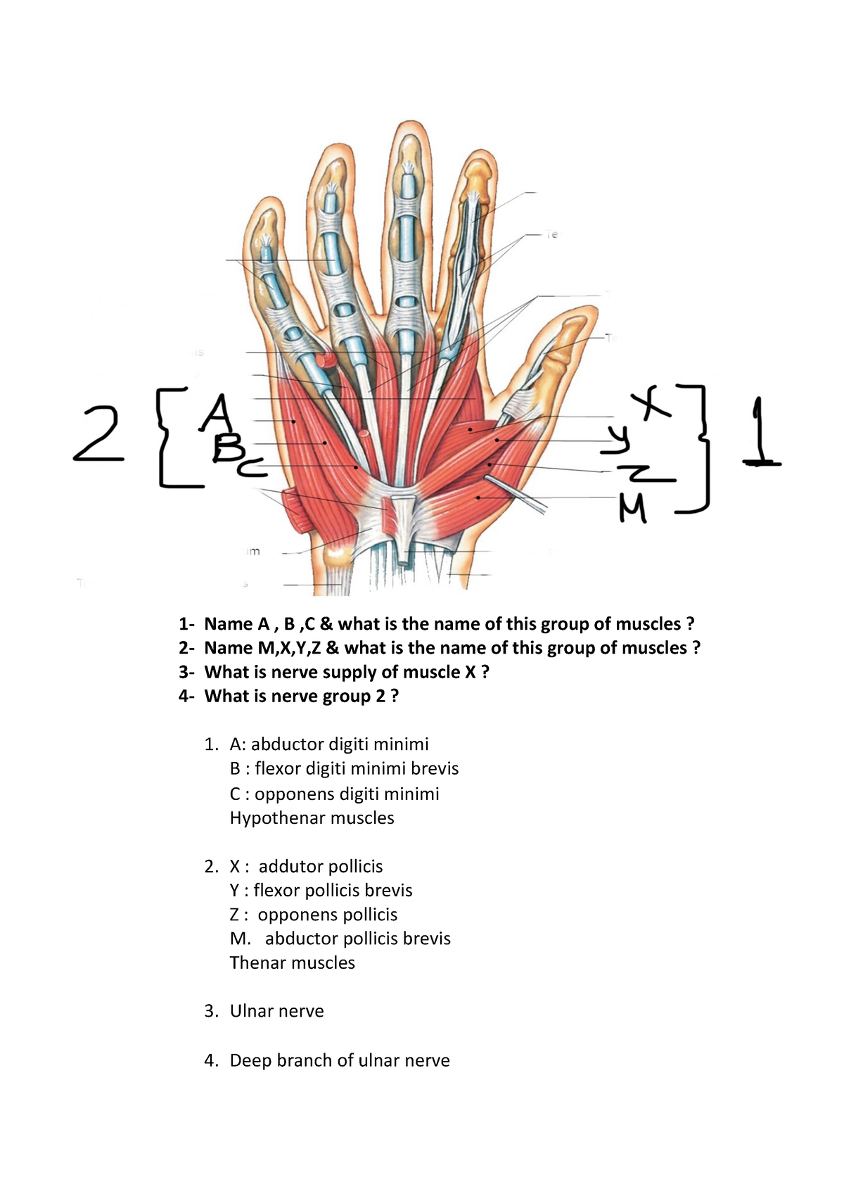 Anatomy - Pathology - 1- Name A , B ,C & what is the name of this group ...