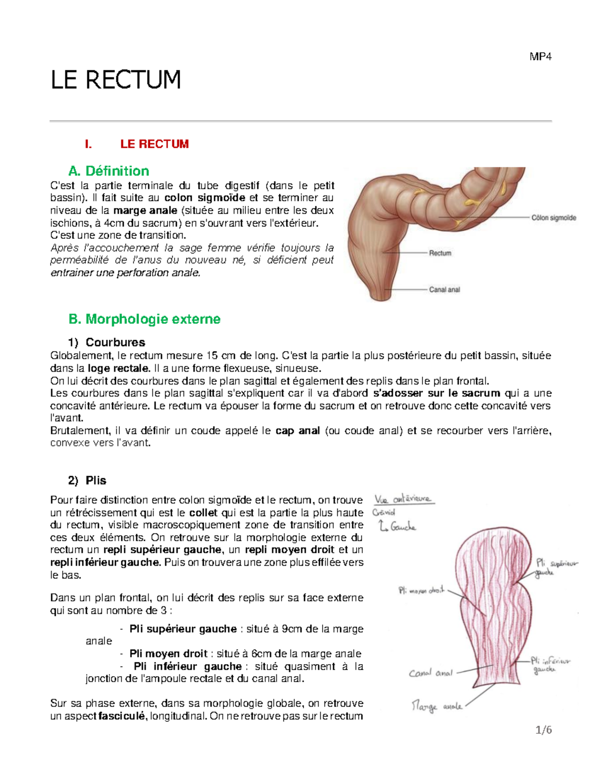 UE8 MP 4 - Le rectum - LE RECTUM I. MP4 LE RECTUM A. la partie ...
