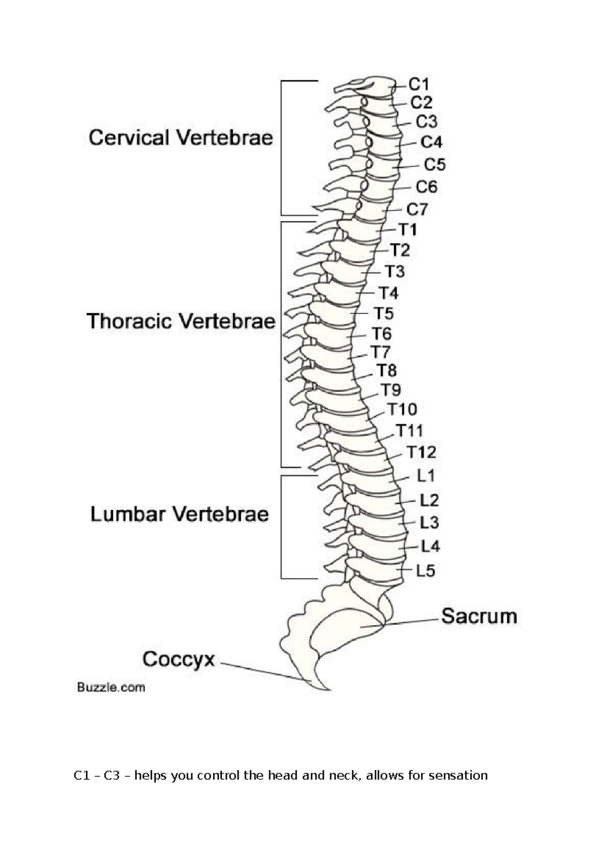 Spine anatomy - C1 – C3 – helps you control the head and neck, allows ...