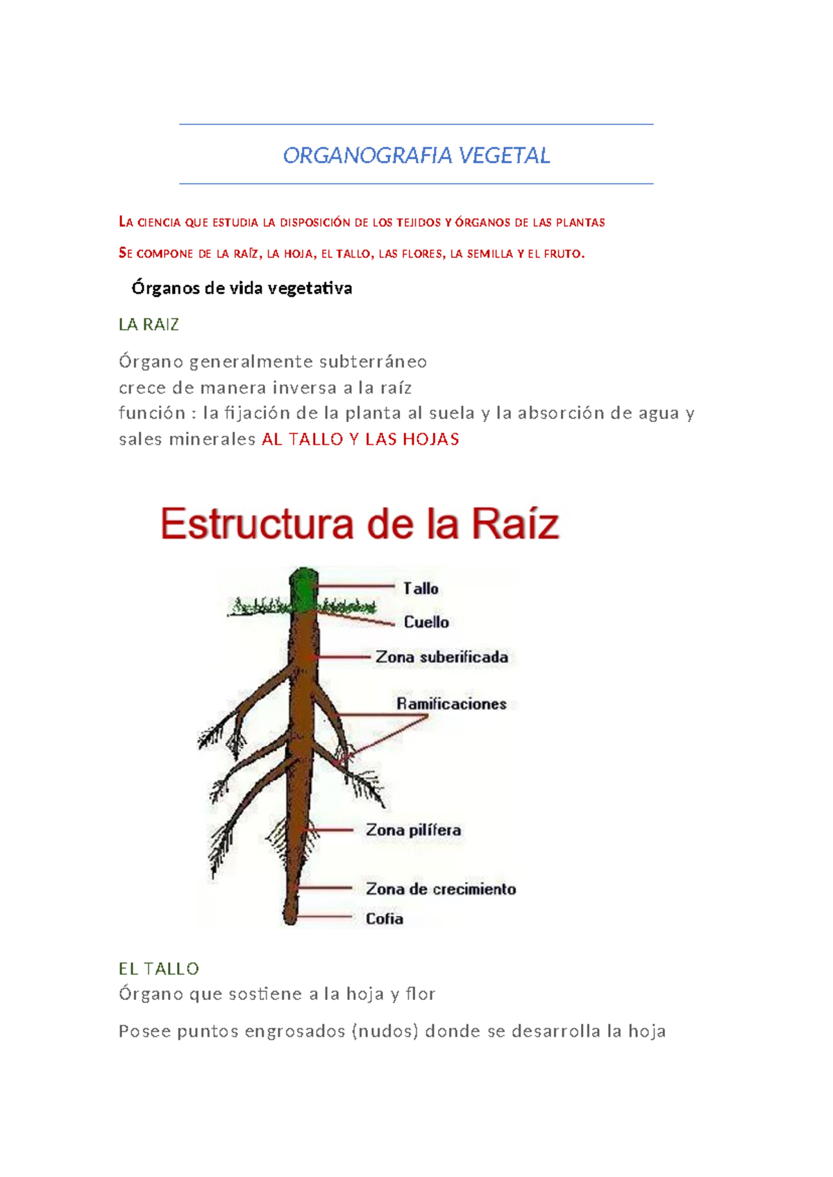 Organografia Vegetal - organografía vegatal - ORGANOGRAFIA VEGETAL LA ...