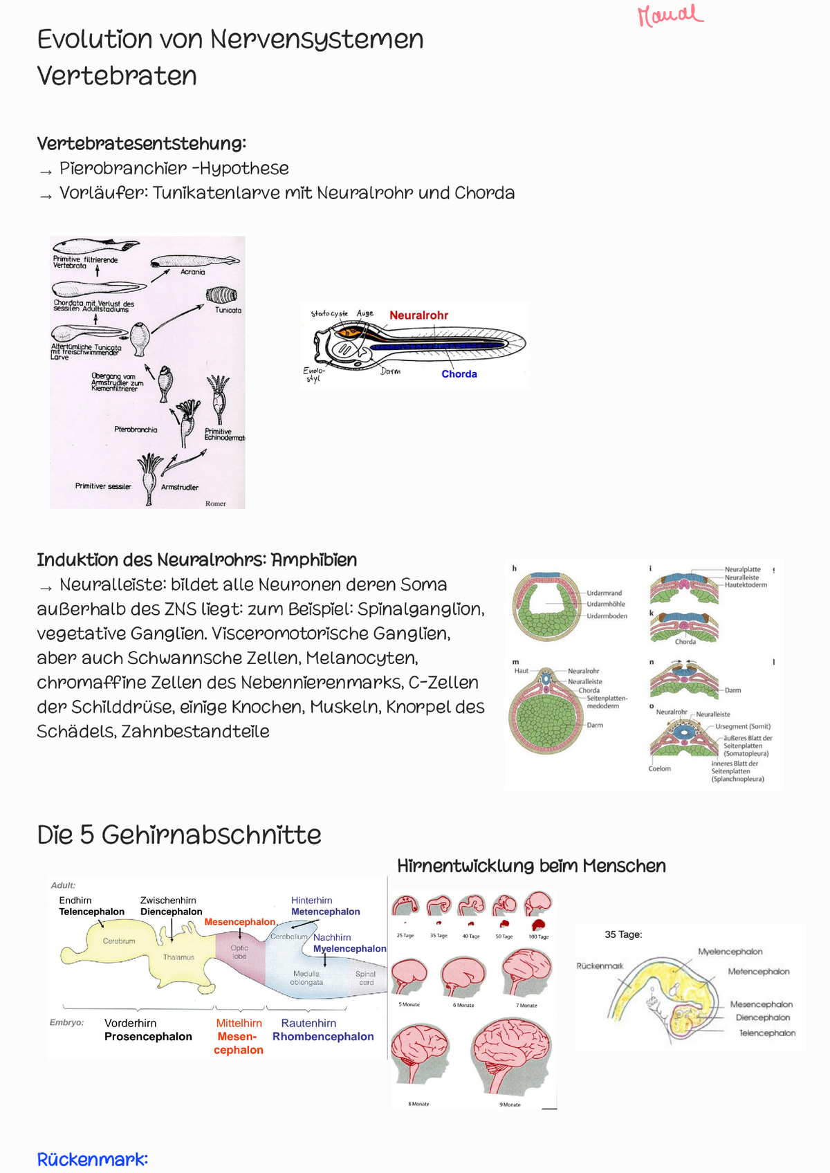 Neurobiologie VL3 - Studocu