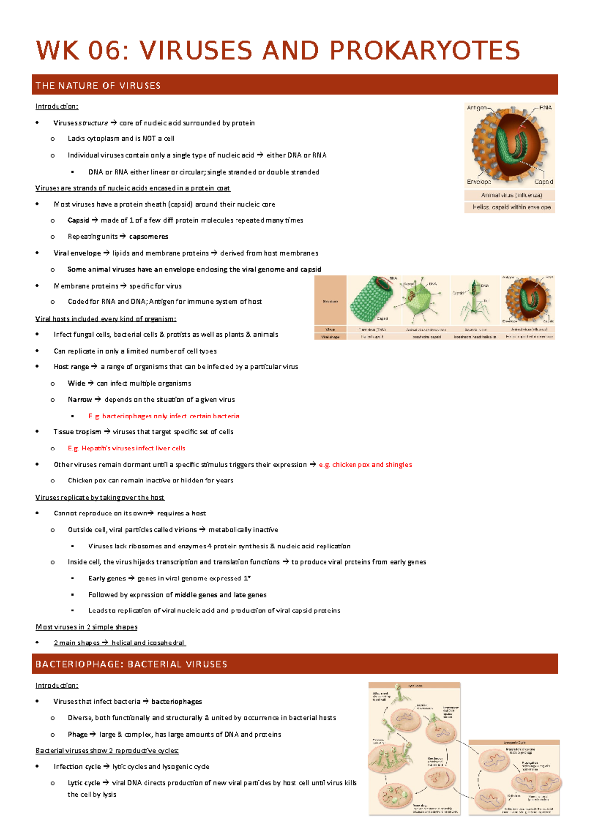 WK 06 - Viruses and Prokaryotes - WK 06: VIRUSES AND PROKARYOTES THE ...