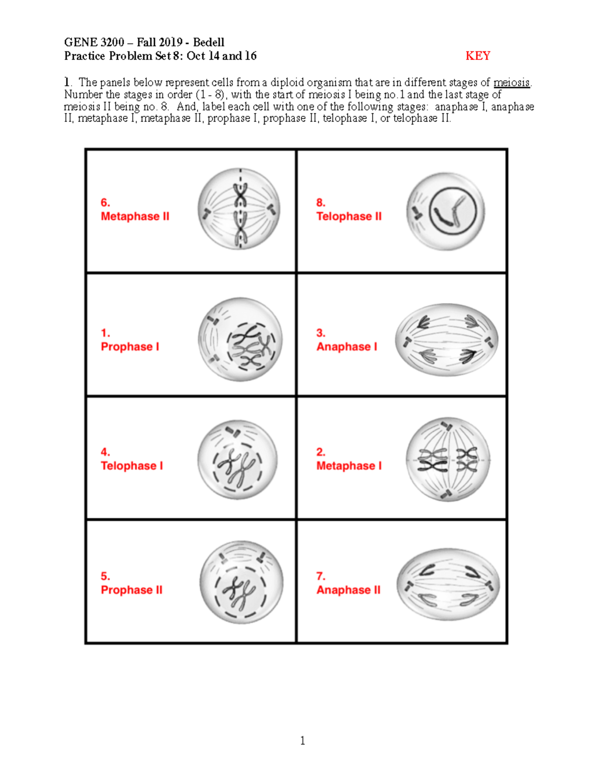 Practice 8 101419 Meiosis PBs Rev KEY GENE 3200 Fall 2019 Bedell