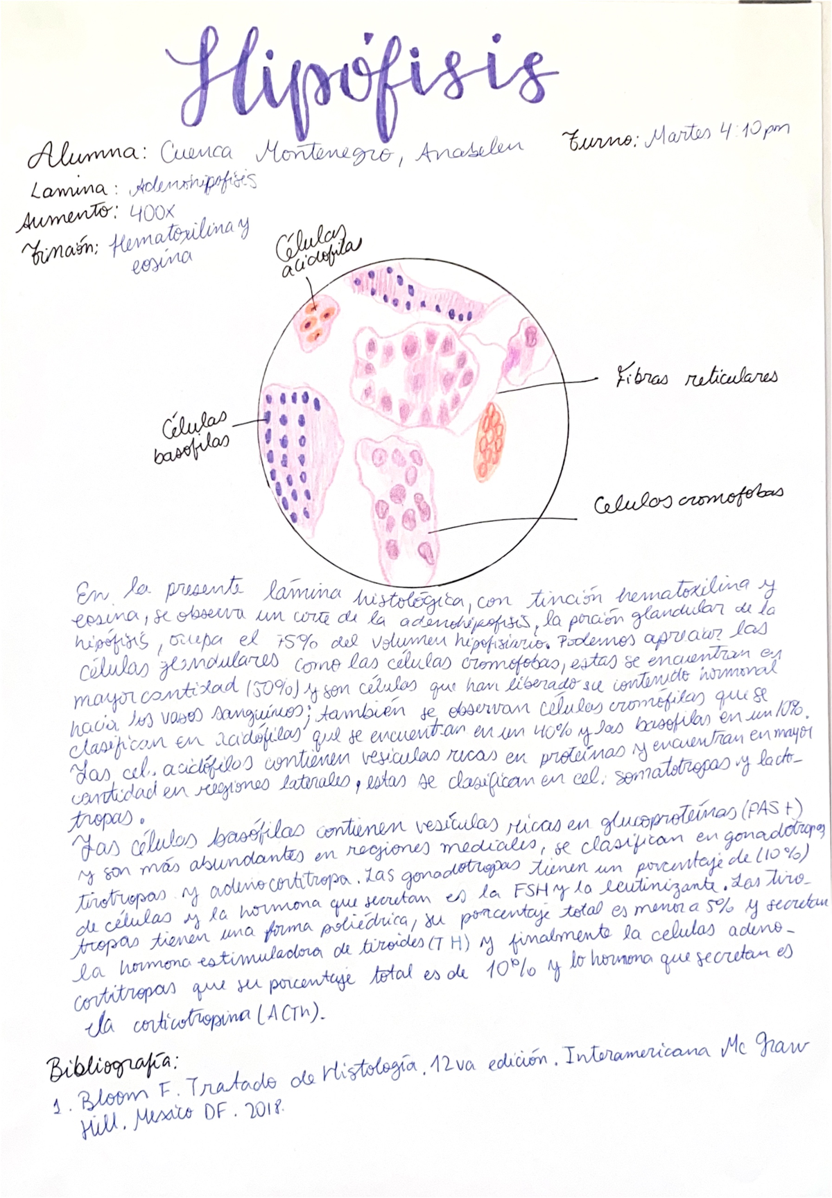 Semana 10 Morfo Histo - Morfofisiologia I - Studocu