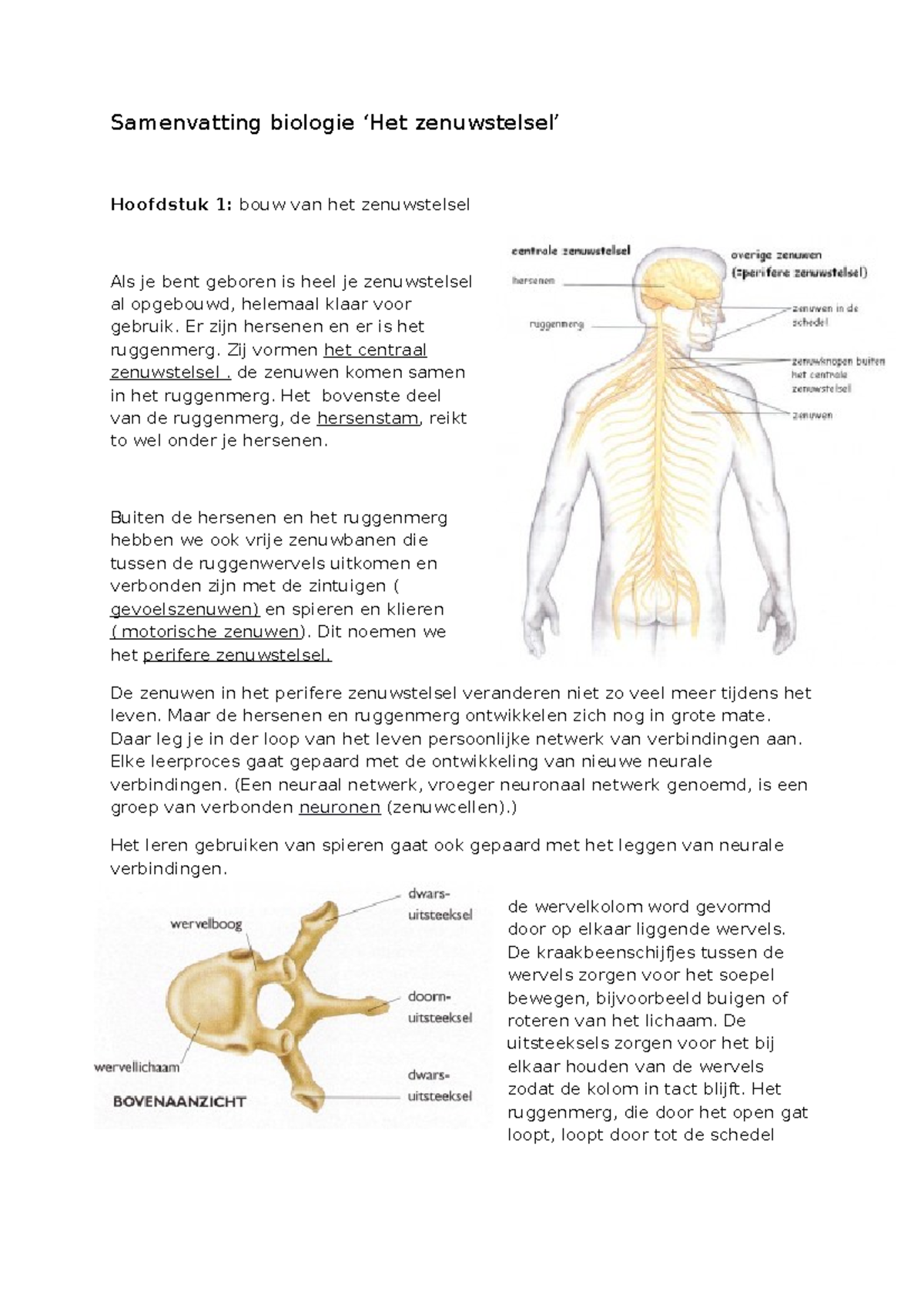 Samenvatting Biologie, Zenuwstelsel 4vwo - Samenvatting Biologie ‘Het ...