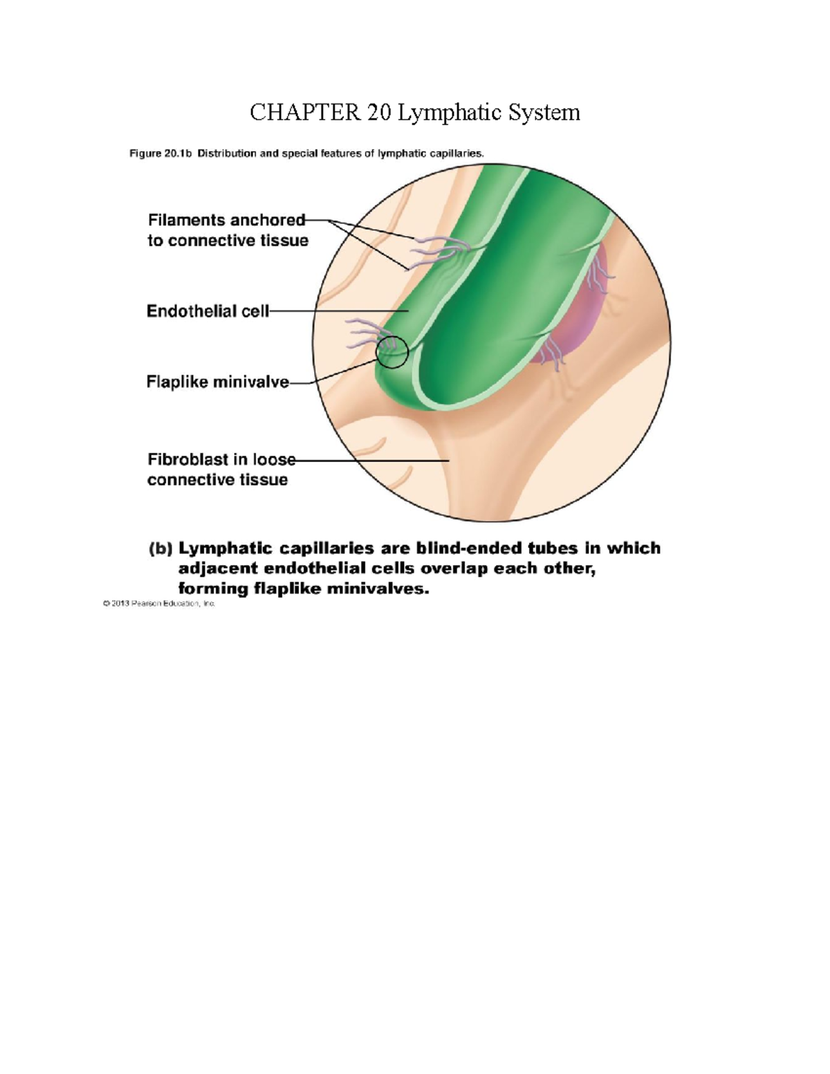 Chapter 20 Lymphatic System - CHAPTER 20 Lymphatic System Figure 20 ...
