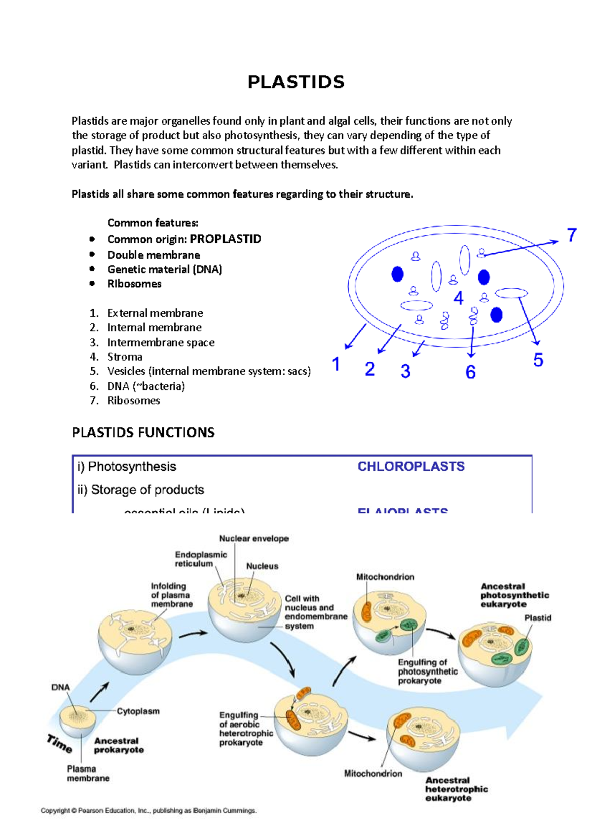 Plastids PLASTIDS Plastids are major organelles found only in plant