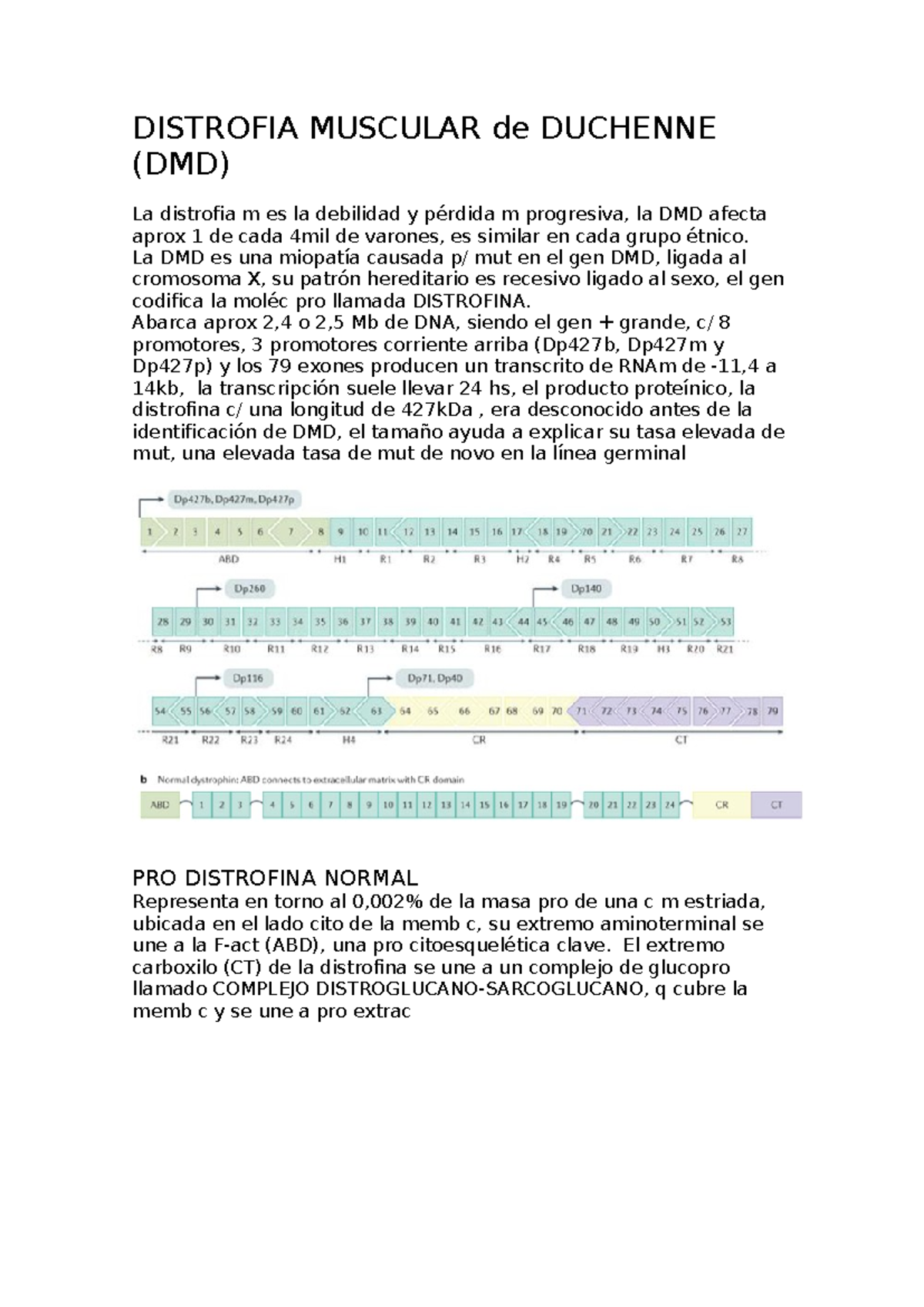 Distrofia Muscular de Duchenne (DMD) - DISTROFIA MUSCULAR de DUCHENNE ...