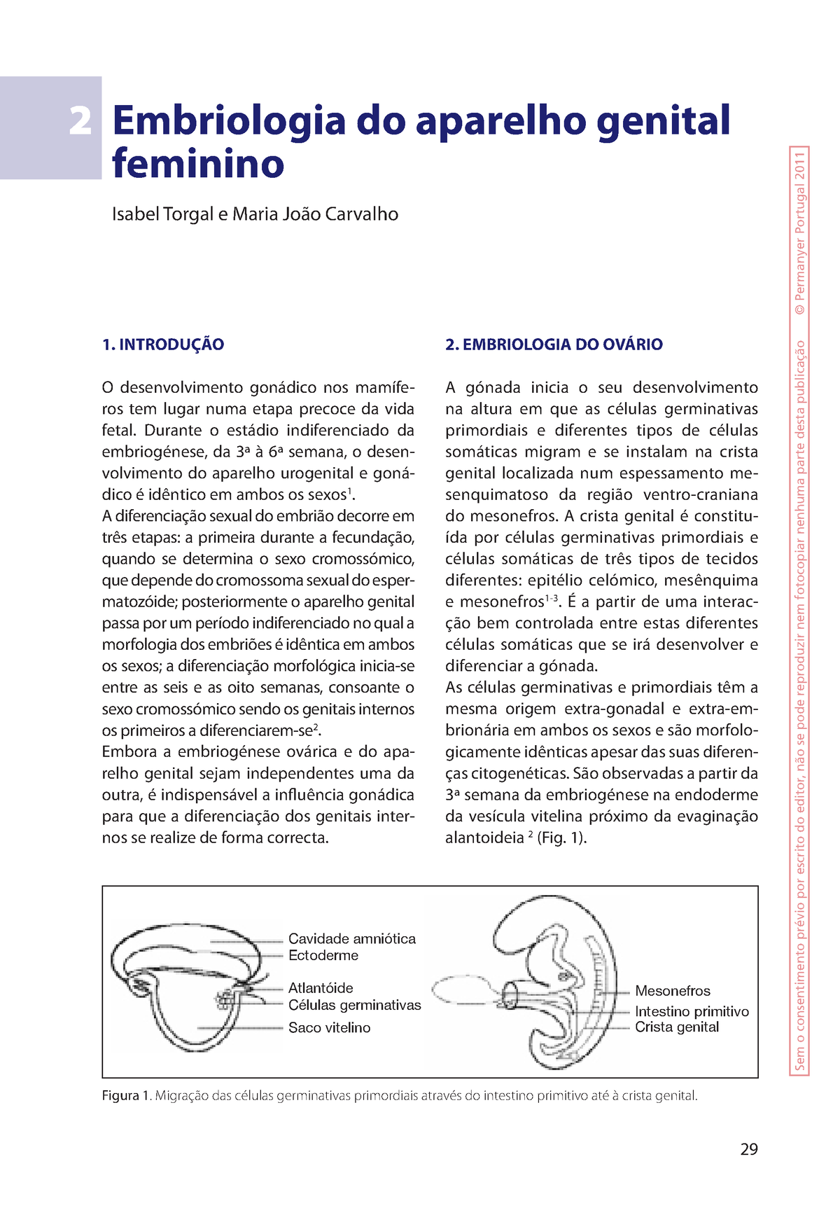 Embriologia Aparelho Genital Feminino Embriologia Do Aparelho Genital Feminino Isabel Torgal E 4680