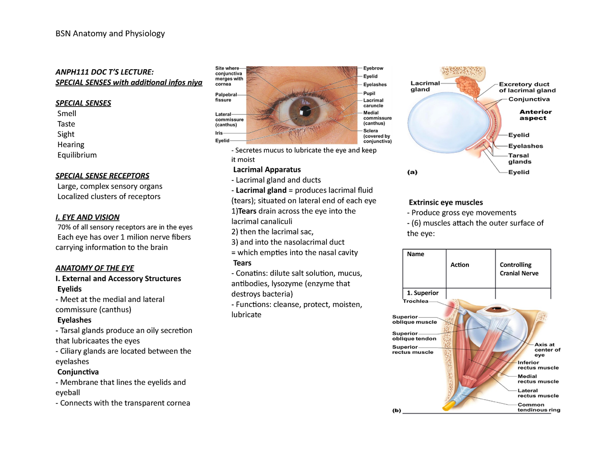 Dani's Special Senses Reviewer - ANPH111 DOC T’S LECTURE: SPECIAL ...