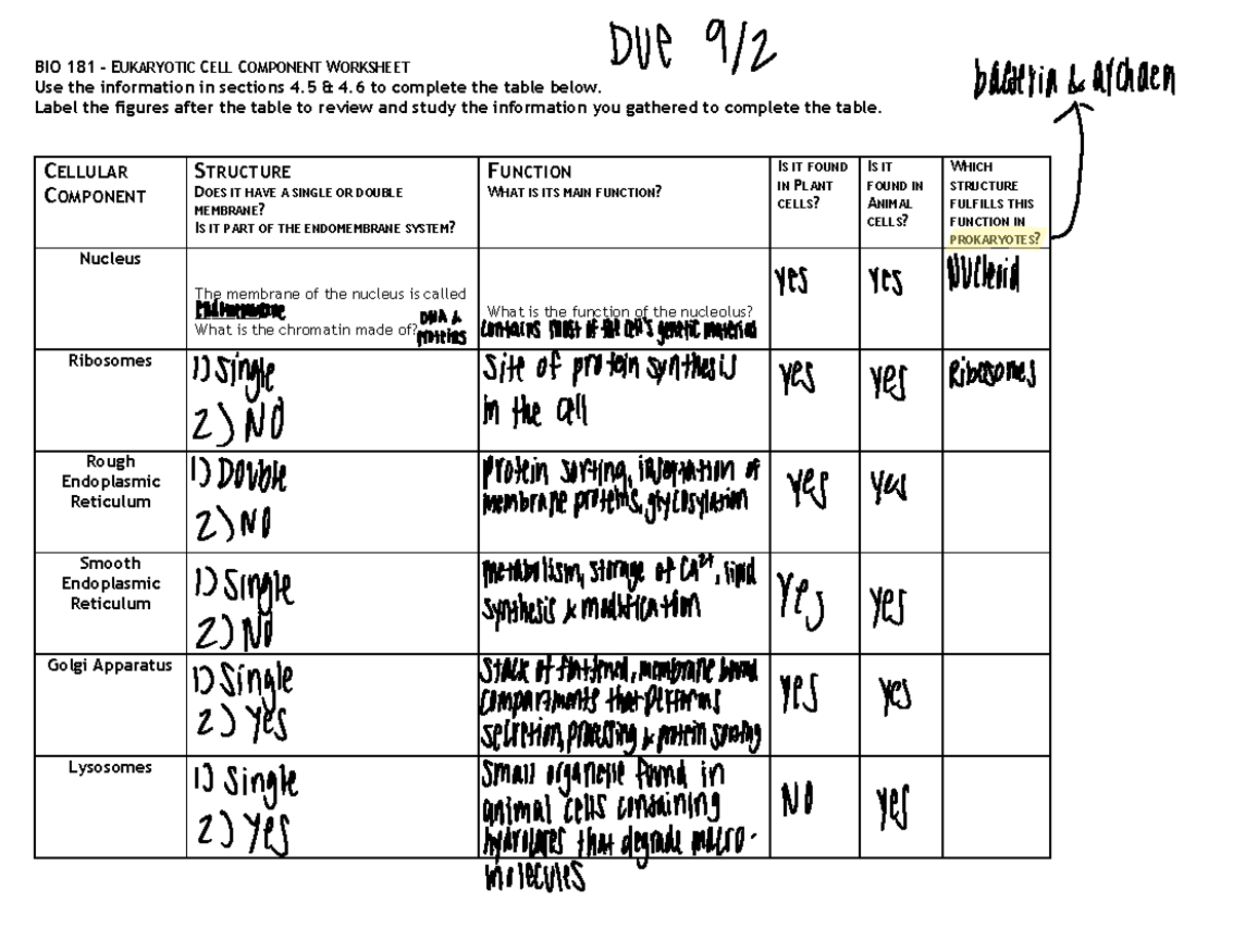 Eukaryotic Cell Components Worksheet - BIO 181 - EUKARYOTIC CELL ...