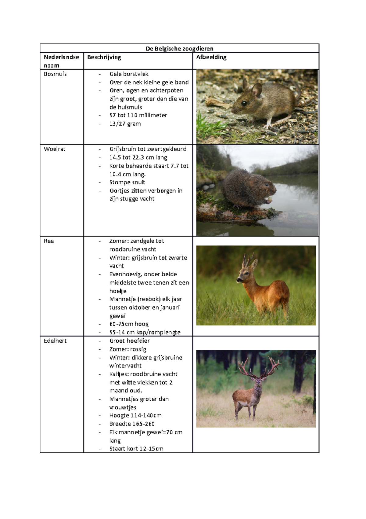 Dieren Gedragsbiologie - De Belgische Zoogdieren Nederlandse Naam ...