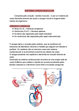 Resumo Aula De Histologia E Embriologia - A Primeira Fase é A Fase De ...