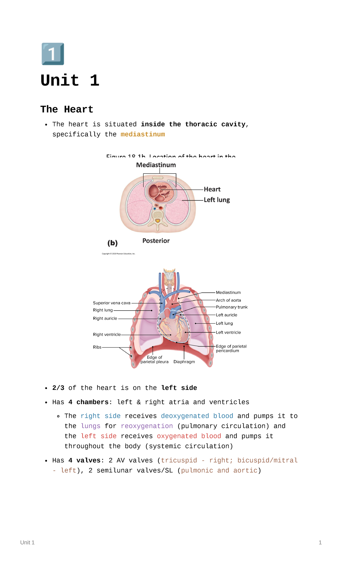 Unit 1 - The Heart - 󾠮 Unit 1 The Heart The Heart Is Situated Inside 