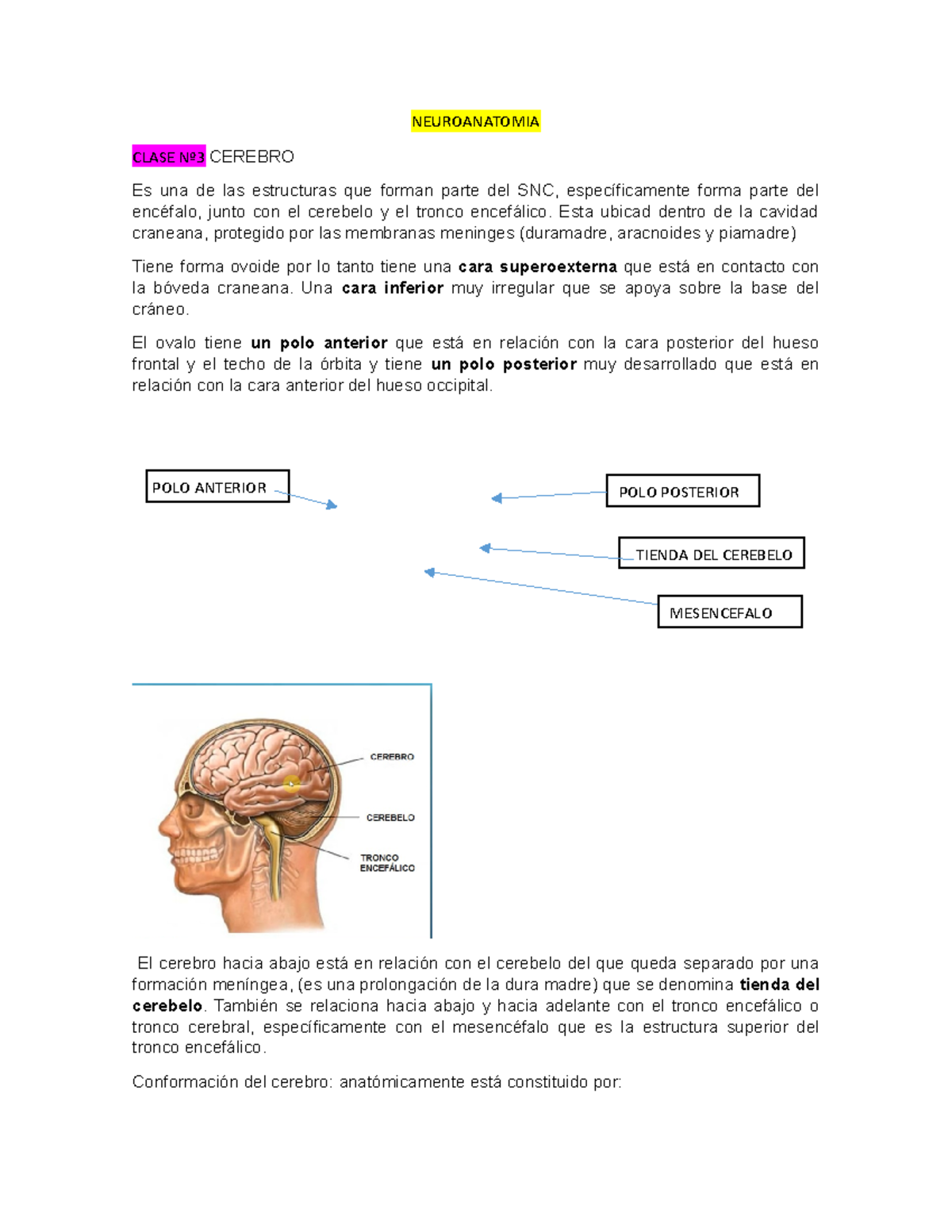 Neuroanatomia Resumen Neuroanatomia Clase Nº3 Cerebro Es Una De Las