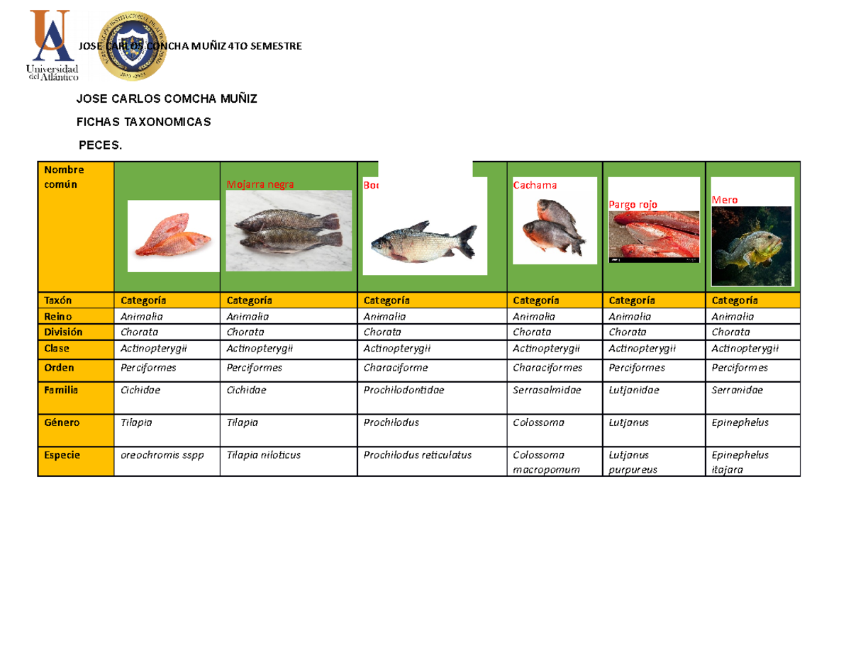 Fichas Taxon Micas Tabla Editable Echa Jose Carlos Comcha Mu Iz Fichas Taxonomicas Peces