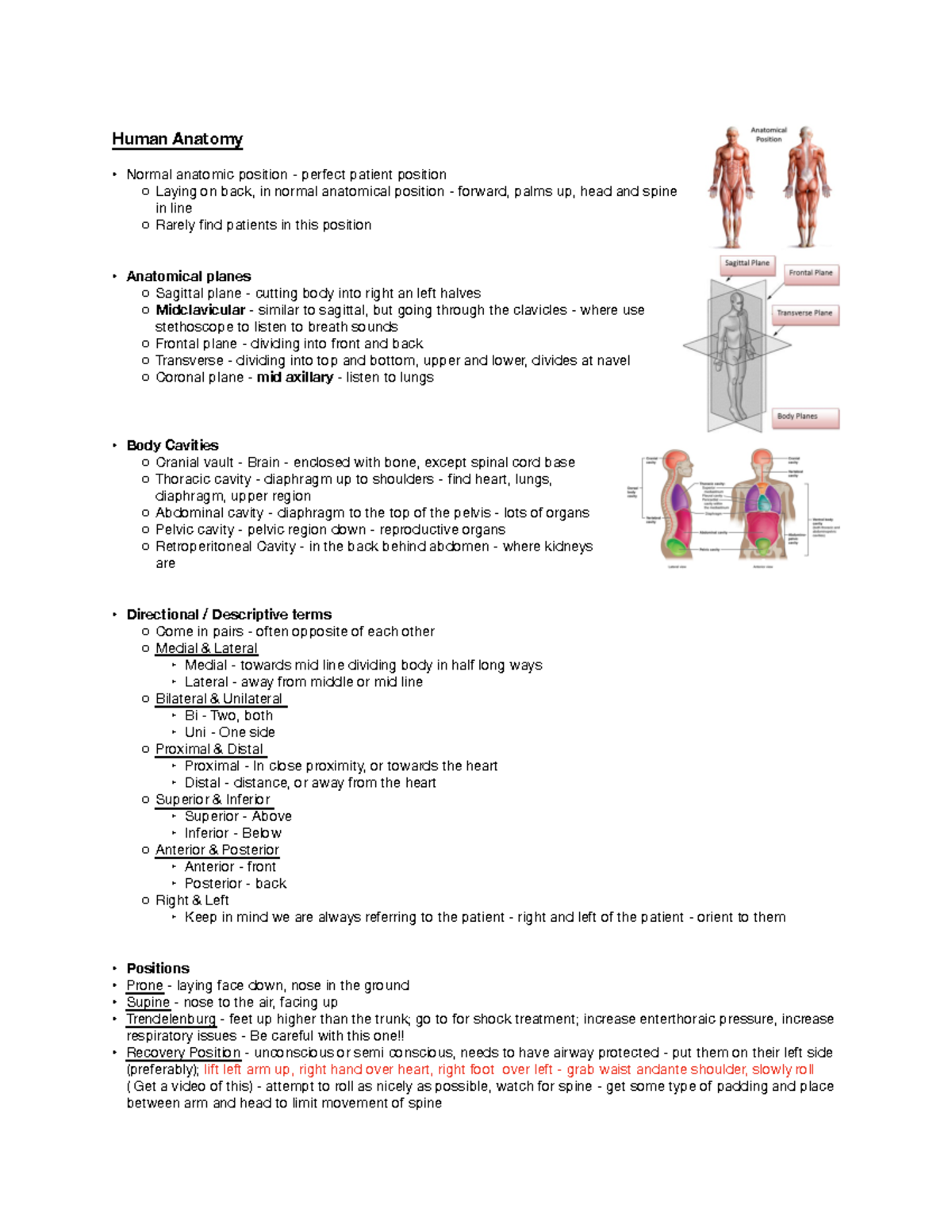 Anatomy - Human Anatomy Normal anatomic position - perfect patient ...