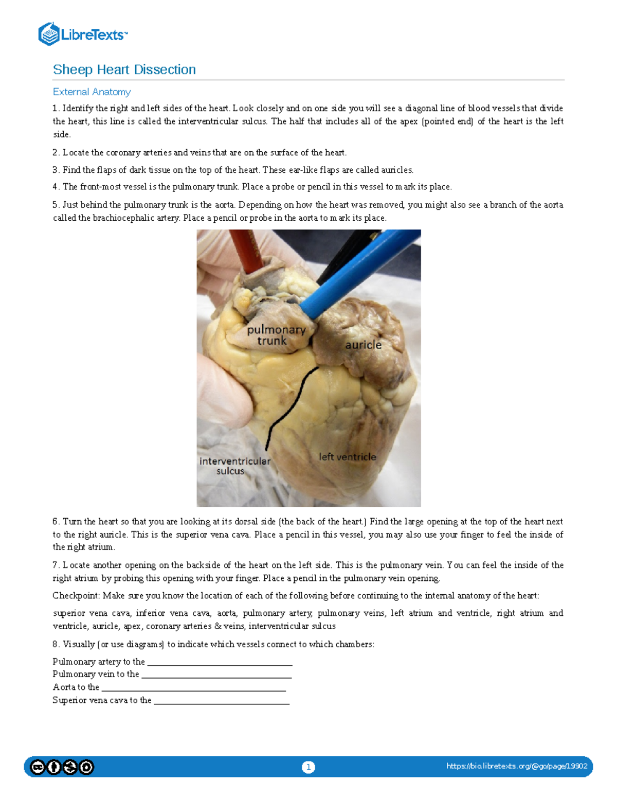 Sheep Heart Dissection 1 Bio libretexts go page Sheep Heart 