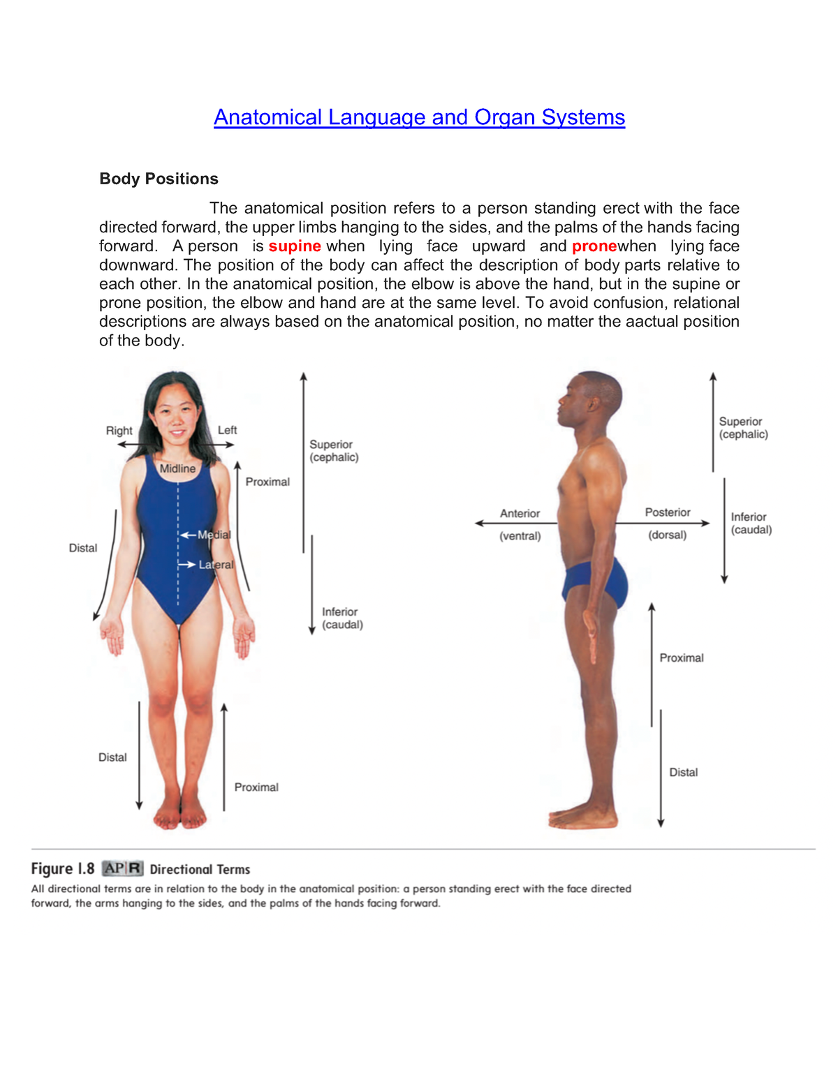 anatomical-language-and-organ-system-a-person-is-supine-when-lying-face-upward-and-prone-when