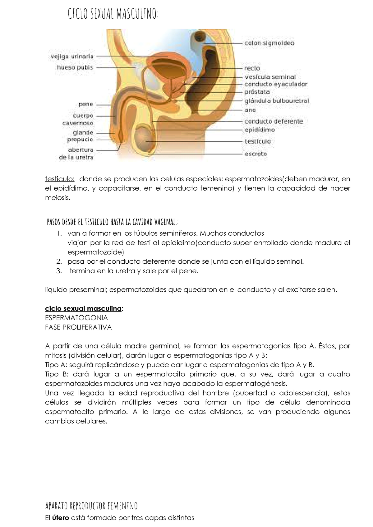 Embriologia- hasta segunda semana - CICLO SEXUAL MASCULINO: testiculo:  donde se producen las celulas - Studocu