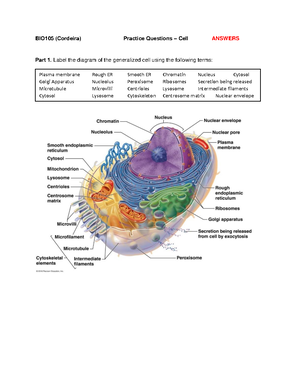 Ch4 (Tissues) Study Guide - Study guide: Chapter 4 (Tissues) You should ...
