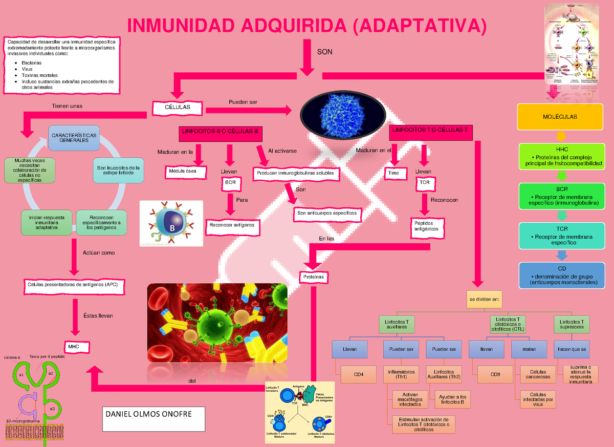 Inmunidad Adquirida - INMUNIDAD ADQUIRIDA (ADAPTATIVA) Capacidad De ...